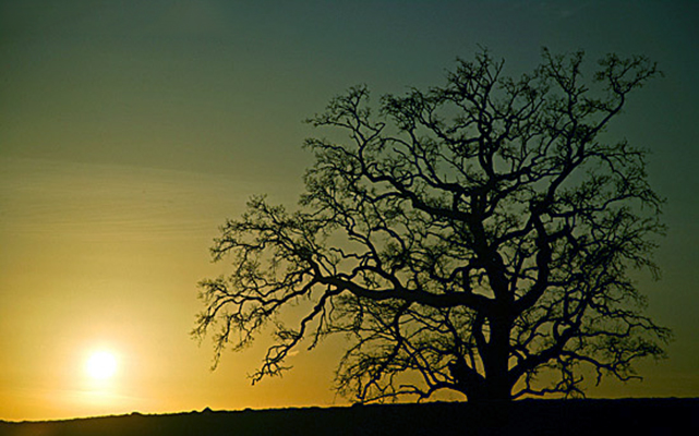 oak-tree-silhouette